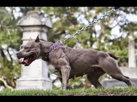 [Ảnh] Loài chó dữ Pitbull vừa cắn chết người ở Long An hung bạo ra sao?