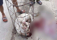 [Ảnh] Loài chó dữ Pitbull vừa cắn chết người ở Long An hung bạo ra sao?