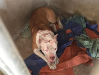 [Ảnh] Loài chó dữ Pitbull vừa cắn chết người ở Long An hung bạo ra sao?