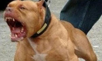 [Ảnh] Loài chó dữ Pitbull vừa cắn chết người ở Long An hung bạo ra sao?