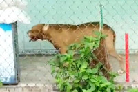 [Ảnh] Loài chó dữ Pitbull vừa cắn chết người ở Long An hung bạo ra sao?