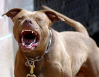 [Ảnh] Loài chó dữ Pitbull vừa cắn chết người ở Long An hung bạo ra sao?