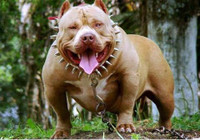 [Ảnh] Loài chó dữ Pitbull vừa cắn chết người ở Long An hung bạo ra sao?