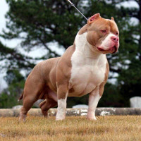[Ảnh] Loài chó dữ Pitbull vừa cắn chết người ở Long An hung bạo ra sao?