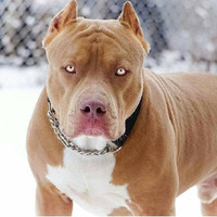 [Ảnh] Loài chó dữ Pitbull vừa cắn chết người ở Long An hung bạo ra sao?