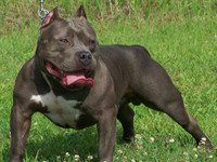 [Ảnh] Loài chó dữ Pitbull vừa cắn chết người ở Long An hung bạo ra sao?