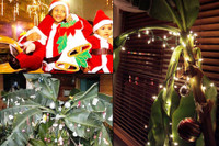 [Ảnh] Khám phá những phong tục đón giáng sinh 