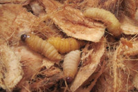 [ẢNH] Những loại đặc sản 'nhìn thì ghê ăn thì mê' ở Việt Nam