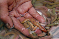 [ẢNH] Những loại đặc sản 'nhìn thì ghê ăn thì mê' ở Việt Nam