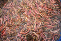 [ẢNH] Những loại đặc sản 'nhìn thì ghê ăn thì mê' ở Việt Nam