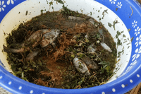 [ẢNH] Những loại đặc sản 'nhìn thì ghê ăn thì mê' ở Việt Nam