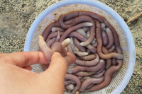 [ẢNH] Những loại đặc sản 'nhìn thì ghê ăn thì mê' ở Việt Nam