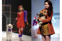 [ẢNH] Chuyện lạ mà quen: Sao Việt đua nhau đưa thú cưng lên thảm đỏ 