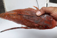 [ẢNH] Những loài cá có hình thù xấu xí nhưng giá bán đắt đỏ, có tiền cũng khó mua được