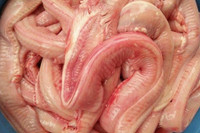 [ẢNH] Những loài cá có hình thù xấu xí nhưng giá bán đắt đỏ, có tiền cũng khó mua được