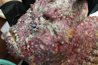 [ẢNH] Những loài cá có hình thù xấu xí nhưng giá bán đắt đỏ, có tiền cũng khó mua được