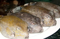 [ẢNH] Những loài cá có hình thù xấu xí nhưng giá bán đắt đỏ, có tiền cũng khó mua được