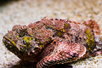 [ẢNH] Những loài cá có hình thù xấu xí nhưng giá bán đắt đỏ, có tiền cũng khó mua được