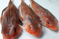 [ẢNH] Những loài cá có hình thù xấu xí nhưng giá bán đắt đỏ, có tiền cũng khó mua được