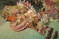 [ẢNH] Những loài cá có hình thù xấu xí nhưng giá bán đắt đỏ, có tiền cũng khó mua được