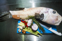 [ẢNH] Những loài cá có hình thù xấu xí nhưng giá bán đắt đỏ, có tiền cũng khó mua được