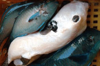 [ẢNH] Những loài cá có hình thù xấu xí nhưng giá bán đắt đỏ, có tiền cũng khó mua được