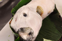 [ẢNH] Những loài cá có hình thù xấu xí nhưng giá bán đắt đỏ, có tiền cũng khó mua được