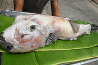 [ẢNH] Những loài cá có hình thù xấu xí nhưng giá bán đắt đỏ, có tiền cũng khó mua được