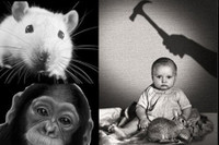 [ẢNH] Rùng mình với những thí nghiệm tâm lý đáng sợ nhất mọi thời đại 