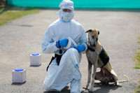 [ẢNH] Huấn luyện chó để phát hiện người nhiễm Covid-19?