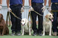 [ẢNH] Huấn luyện chó để phát hiện người nhiễm Covid-19?