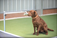 [ẢNH] Huấn luyện chó để phát hiện người nhiễm Covid-19?