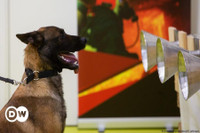 [ẢNH] Huấn luyện chó để phát hiện người nhiễm Covid-19?