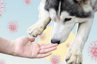 [ẢNH] Huấn luyện chó để phát hiện người nhiễm Covid-19?