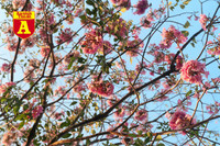 [ẢNH] Rạo rực hoa tháng 3: TP.HCM kèn hồng rực rỡ - Hội An hoa giấy rợp trời - Hà Nội muồng hoàng yến ‘thế chỗ’ hoa ban