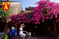 [ẢNH] Rạo rực hoa tháng 3: TP.HCM kèn hồng rực rỡ - Hội An hoa giấy rợp trời - Hà Nội muồng hoàng yến ‘thế chỗ’ hoa ban