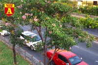 [ẢNH] Rạo rực hoa tháng 3: TP.HCM kèn hồng rực rỡ - Hội An hoa giấy rợp trời - Hà Nội muồng hoàng yến ‘thế chỗ’ hoa ban