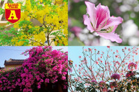 [ẢNH] Rạo rực hoa tháng 3: TP.HCM kèn hồng rực rỡ - Hội An hoa giấy rợp trời - Hà Nội muồng hoàng yến ‘thế chỗ’ hoa ban