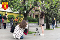 [ẢNH] Rạo rực hoa tháng 3: TP.HCM kèn hồng rực rỡ - Hội An hoa giấy rợp trời - Hà Nội muồng hoàng yến ‘thế chỗ’ hoa ban