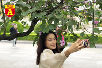 [ẢNH] Rạo rực hoa tháng 3: TP.HCM kèn hồng rực rỡ - Hội An hoa giấy rợp trời - Hà Nội muồng hoàng yến ‘thế chỗ’ hoa ban