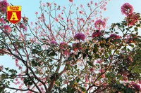 [ẢNH] Rạo rực hoa tháng 3: TP.HCM kèn hồng rực rỡ - Hội An hoa giấy rợp trời - Hà Nội muồng hoàng yến ‘thế chỗ’ hoa ban