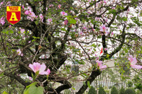 [ẢNH] Rạo rực hoa tháng 3: TP.HCM kèn hồng rực rỡ - Hội An hoa giấy rợp trời - Hà Nội muồng hoàng yến ‘thế chỗ’ hoa ban