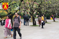 [ẢNH] Rạo rực hoa tháng 3: TP.HCM kèn hồng rực rỡ - Hội An hoa giấy rợp trời - Hà Nội muồng hoàng yến ‘thế chỗ’ hoa ban