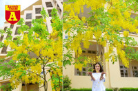 [ẢNH] Rạo rực hoa tháng 3: TP.HCM kèn hồng rực rỡ - Hội An hoa giấy rợp trời - Hà Nội muồng hoàng yến ‘thế chỗ’ hoa ban