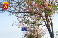 [ẢNH] Rạo rực hoa tháng 3: TP.HCM kèn hồng rực rỡ - Hội An hoa giấy rợp trời - Hà Nội muồng hoàng yến ‘thế chỗ’ hoa ban