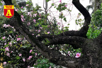 [ẢNH] Rạo rực hoa tháng 3: TP.HCM kèn hồng rực rỡ - Hội An hoa giấy rợp trời - Hà Nội muồng hoàng yến ‘thế chỗ’ hoa ban