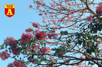 [ẢNH] Rạo rực hoa tháng 3: TP.HCM kèn hồng rực rỡ - Hội An hoa giấy rợp trời - Hà Nội muồng hoàng yến ‘thế chỗ’ hoa ban