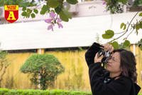 [ẢNH] Rạo rực hoa tháng 3: TP.HCM kèn hồng rực rỡ - Hội An hoa giấy rợp trời - Hà Nội muồng hoàng yến ‘thế chỗ’ hoa ban