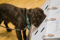 [ẢNH] Huấn luyện chó để phát hiện người nhiễm Covid-19?