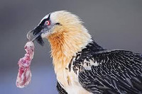 [Ảnh] Lạ lùng loài chim khổng lồ, có cả chòm râu dưới cằm và rất thích nuốt chửng xương